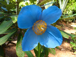 Image result for Meconopsis betonicifolia