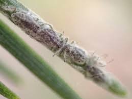 Attēlu rezultāti vaicājumam “Schizolachnus pineti”