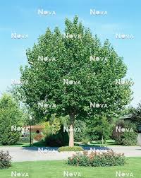 Attēlu rezultāti vaicājumam “Platanus x hispanica (syn. Platanus x acerifolia)”