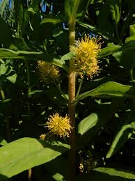 Attēlu rezultāti vaicājumam “Lysimachia thyrsiflora”