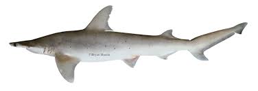 Image result for Sphyrna corona