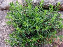 Image result for Satureja hortensis