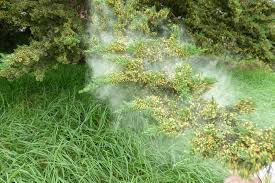 Attēlu rezultāti vaicājumam “Cribraria macrocarpa stalked”