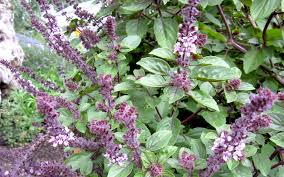 Image result for Basilikum