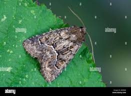 Attēlu rezultāti vaicājumam “Thalpophila matura”