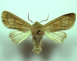 Attēlu rezultāti vaicājumam “Orthosia miniosa imago”