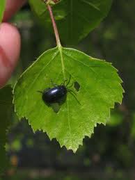 Attēlu rezultāti vaicājumam “Agelastica alni larva”