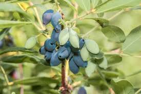 Attēlu rezultāti vaicājumam “Lonicera caerulea var. pallasii fruit”