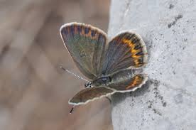 Attēlu rezultāti vaicājumam “Plebejus argus”