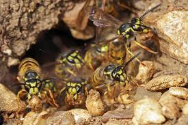 Attēlu rezultāti vaicājumam “Vespula germanica male”