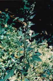 Image result for Chenopodium album