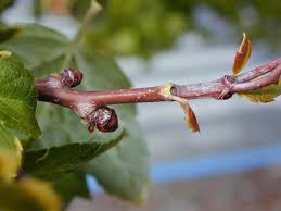 Attēlu rezultāti vaicājumam “Crataegus laevigata bud”