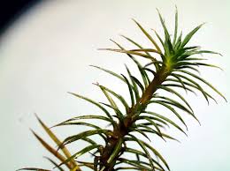 Attēlu rezultāti vaicājumam “Polytrichum juniperinum sporophyte”