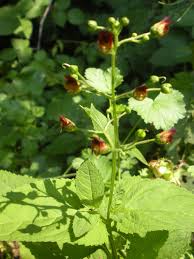 Attēlu rezultāti vaicājumam “Scrophularia nodosa”