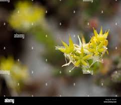 Attēlu rezultāti vaicājumam “Sedum acre bud”
