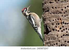 Image result for Sphyrapicus varius