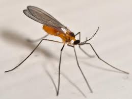 Attēlu rezultāti vaicājumam “Cecidomyiidae”