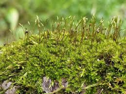 Attēlu rezultāti vaicājumam “Leskea polycarpa sporophyte”