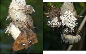 Attēlu rezultāti vaicājumam “Orgyia antiqua imago”