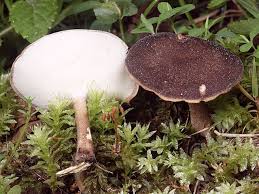 Attēlu rezultāti vaicājumam “Polyporus ciliatus”