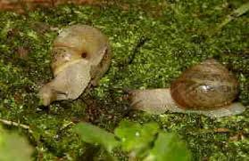 Attēlu rezultāti vaicājumam “Fruticola fruticum”