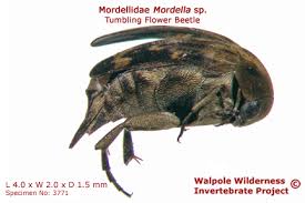 Attēlu rezultāti vaicājumam “Mordella sp.”
