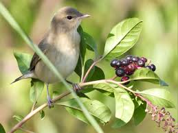Attēlu rezultāti vaicājumam “Sylvia borin”