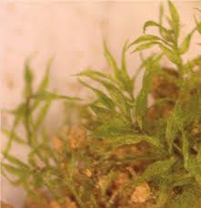 Attēlu rezultāti vaicājumam “Pohlia wahlenbergii var. calcarea”