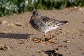Attēlu rezultāti vaicājumam “Calidris maritima adult”