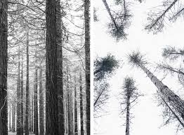 Image result for perspective photography