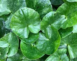 Attēlu rezultāti vaicājumam “Ficaria verna”