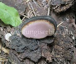 Attēlu rezultāti vaicājumam “Fomitopsis rosea”