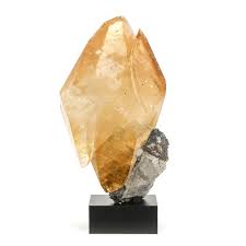 Attēlu rezultāti vaicājumam “Mnium stellare”