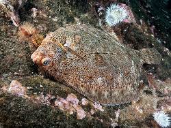 Image result for Microstomus kitt