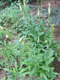 Image result for Digitalis lutea