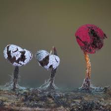 Attēlu rezultāti vaicājumam “Physarum auriscalpium sessile”