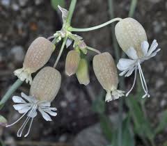 Image result for Silene vulgaris