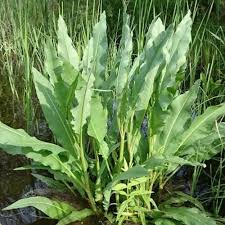 Attēlu rezultāti vaicājumam “Rumex hydrolapathum fruit”