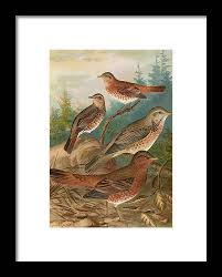Image result for Turdus naumanni