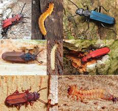 Attēlu rezultāti vaicājumam “Cucujus cinnaberinus larva”