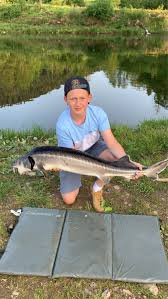 Image result for Acipenser desotoi