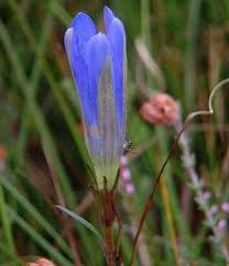Attēlu rezultāti vaicājumam “Gentiana pneumonanthe flower”