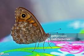 Attēlu rezultāti vaicājumam “Lasiommata megera”