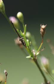Attēlu rezultāti vaicājumam “Gypsophila muralis flower”