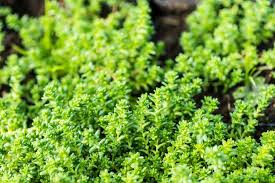 Image result for Mauerpfeffer