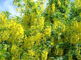 Attēlu rezultāti vaicājumam “Robinia pseudoacacia flower”