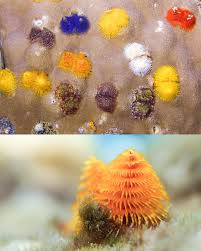 Attēlu rezultāti vaicājumam “Tubifera applanata sessile”