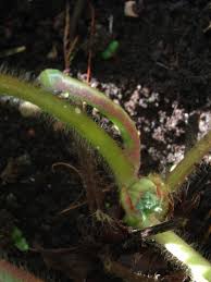 Attēlu rezultāti vaicājumam “Dysstroma truncata”