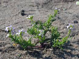 Attēlu rezultāti vaicājumam “Cakile maritima subsp. baltica flower”