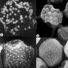 Attēlu rezultāti vaicājumam “Cribraria oregana”